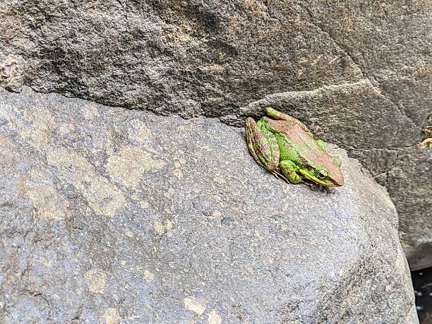 A green tree frog (Litoria caerulea) sits calmly perched on a surface, with its smooth skin and relaxed posture