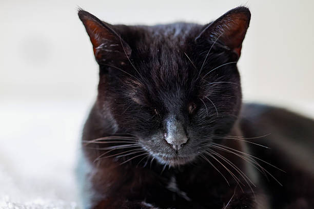 A serene close-up portrait of a black cat with its eyes gently closed, captured in soft natural light. The image highlights the smooth texture of the cat’s fur and its calm, contented expression, conveying a moment of pure tranquility and comfort.