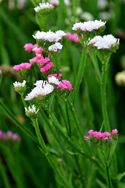 istock Limonium sinuatum/Statice: Dense Clusters of Papery, Funnel-shaped Flowers 2243774012