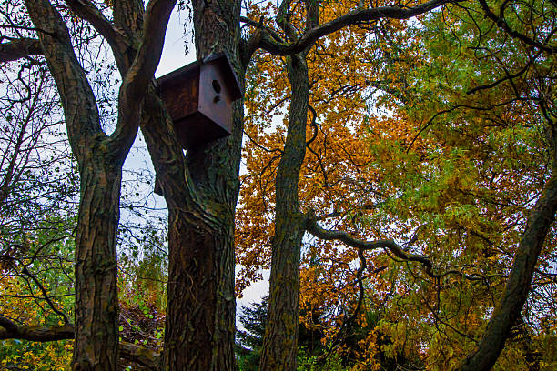 birdhouse on a tree. against the background of autumn multicolored trees. colorful autumn landscape. autumn forest. autumn park