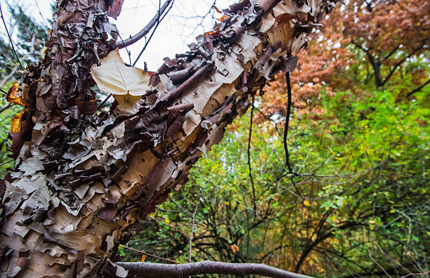 a close-up of a paper birch trunk against a blue sky. textured wood. paper bark. autumn forest