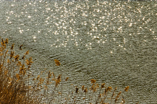 Sunlight creates a shimmering effect on the water with reeds visible in the foreground, showcasing a natural outdoor scene.