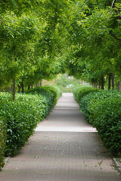 A serene pathway lined with vibrant green plants and neatly shaped hedges, creating a tranquil natural scene.
