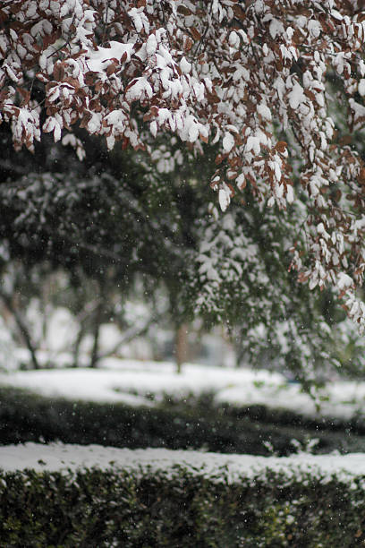 istock Snow-covered branches with leaves in a winter garden scene 2243775772