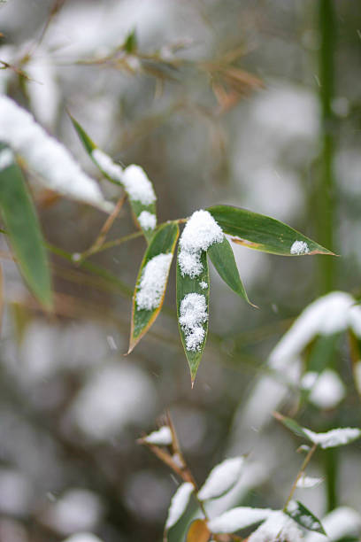Bamboo leaves are covered with snow, presenting a serene winter natural scene with cold and white elements.