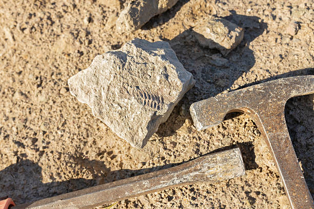 Geology hammers, chisel and imprint of Cambrian trilobite on limestone stone