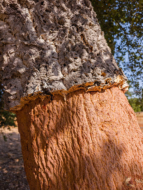 Cork oak trunk is freshly stripped, revealing its reddish core. Close-up shot of bark texture.