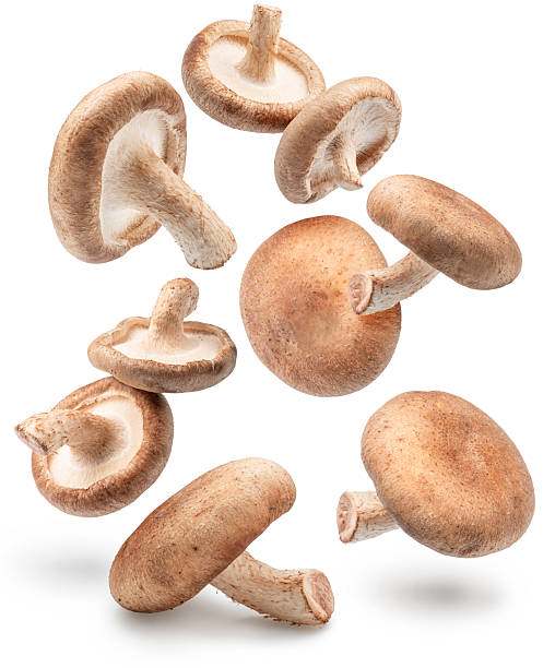 istock Raw shiitake mushrooms levitating in air on white background. File contains clipping paths. 2243782304