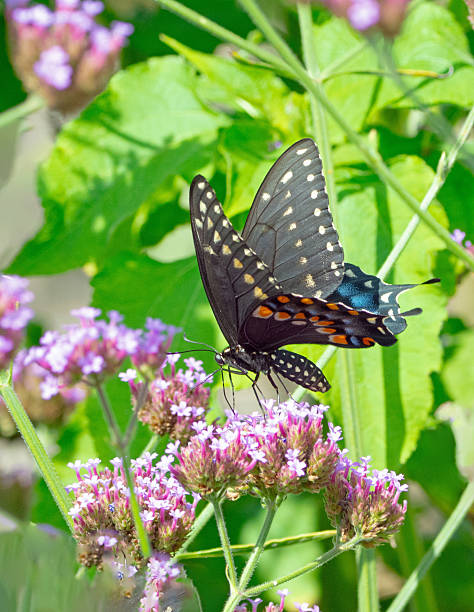 istock Butterfly- Black Swallowtail-Howard County, Indiana 2243783210