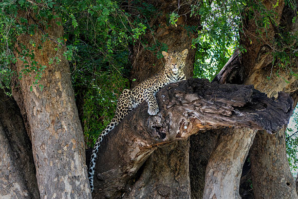 istock Leopard in a tree in Mashatu Game Reserve in Botswana 2243783785