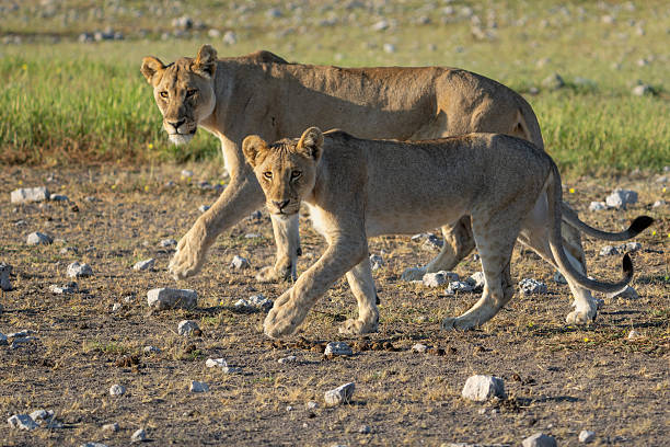 istock Lion in Etosha National Park in Namibia 2243783917
