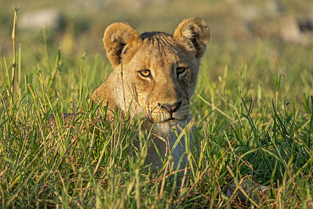 istock Lion in Etosha National Park in Namibia 2243783942