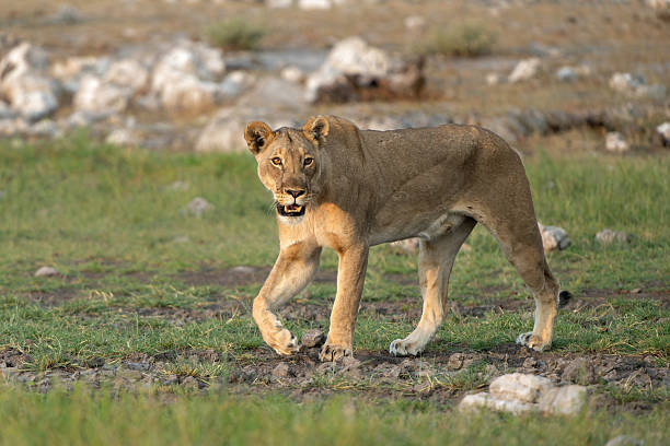istock Lion in Etosha National Park in Namibia 2243783944