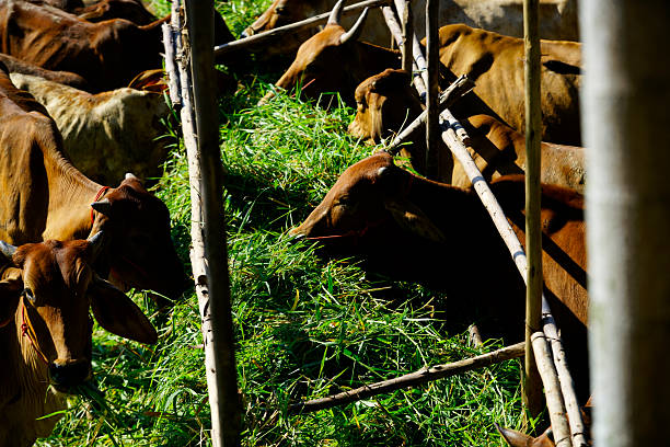 A serene scene featuring a herd of cows peacefully grazing on lush green grass. The warm sunlight highlights their brown coats, creating a vibrant atmosphere in a rural setting.