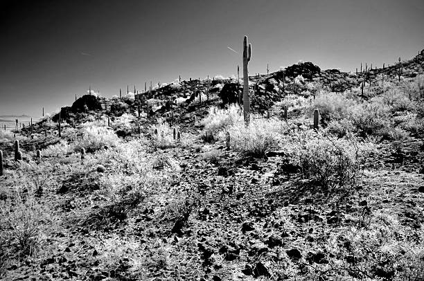 Monochrome of The Sonoran desert Picacho Peak in central Arizona USA on a mid winter morning Picacho Peak State Park