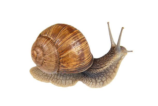 istock Garden snail with spiral brown shell on a white background 2243785024