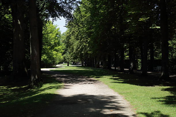 Peaceful tree alley with sunlight and shadows in green park. A quiet park alley lined with tall trees casting deep shadows on a sunlit path. The soft play of light and shadow creates a tranquil natural atmosphere perfect for walking relaxing and connecting with nature. This peaceful green landscape reflects harmony calmness and the beauty of outdoor spaces on a warm summer day ideal for travel wellness and environment concepts.