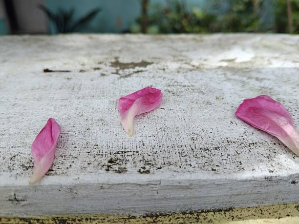 istock Scattered strands of pink rose petals 2243785996