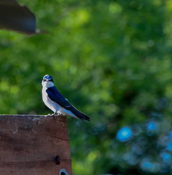 Bird background
