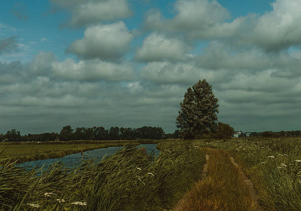 Windy autumn day in the Dutch countryside with a green field, canal, and path leading to a lone tree.