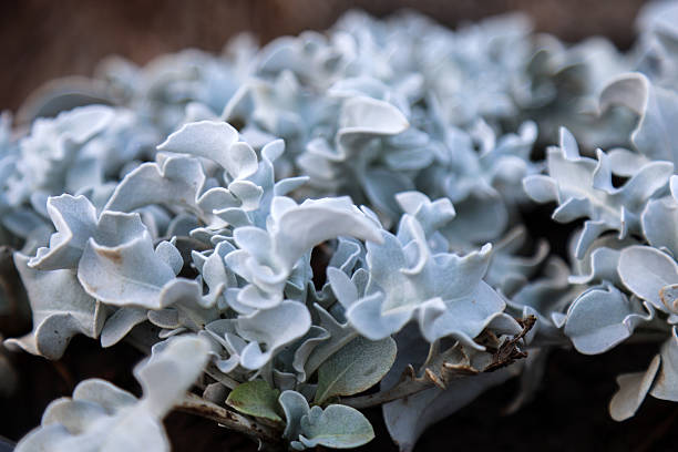 succulent Cotyledon Blue Waves, a succulent plant of the Crassulaceae family