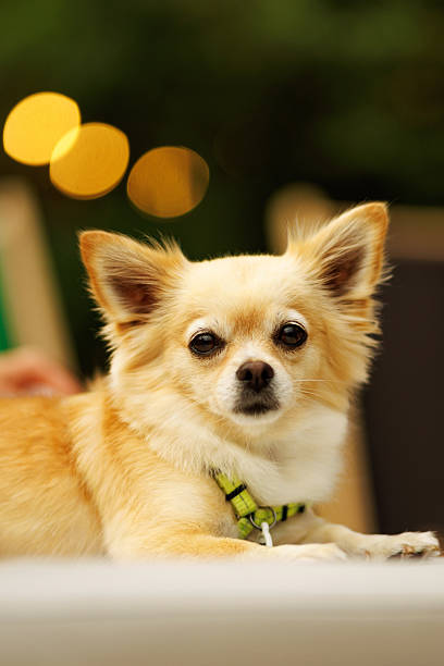 Close-up portrait of a small chihuahua dog with light fur and a green harness resting outside on a warm day.