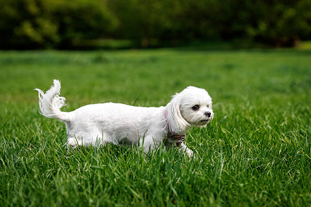 Small white maltese dog walking across a lush green lawn on a spring day.