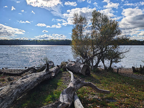 Lonely willow tree in the middle of a lake Wanaka surrounded by mountains, New Zealand