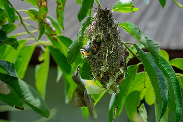 istock Sunbird Feeding Chicks in Hanging Nest 2243790482