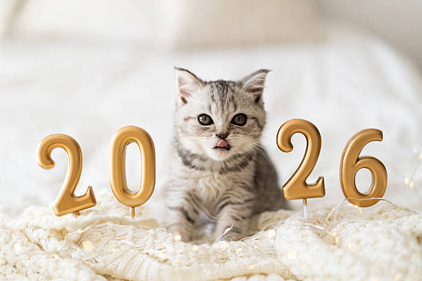 istock celebrating the New Year in winter 2026 2243790675
