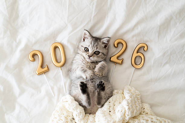 istock celebrating the New Year in winter 2026 2243790702