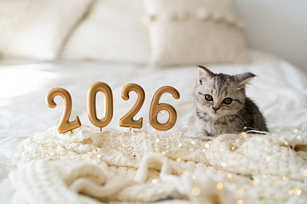 istock celebrating the New Year in winter 2026 2243790703