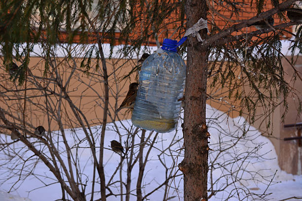 Sparrows feeding at a homemade plastic bottle bird feeder in winter