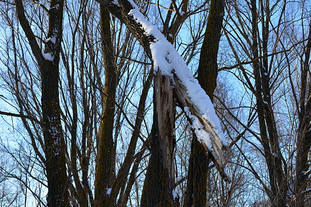 Snow-covered broken branch in winter forest