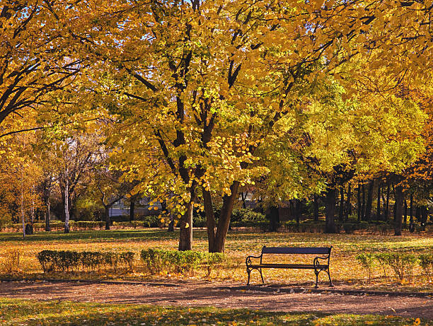 This image captures a park scene, showing a solitary wooden and wrought iron bench positioned on a dirt path under the large canopy of a central tree filled with golden and yellow leaves. This setting is suitable for themes related to nature walks, the fall season, public parks, tranquility, outdoor recreation, and the beauty of seasonal weather.