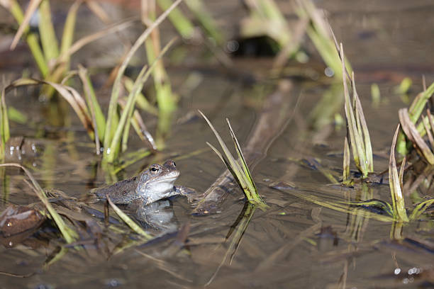 istock A frog and frogspawn in a swamp 2243791497