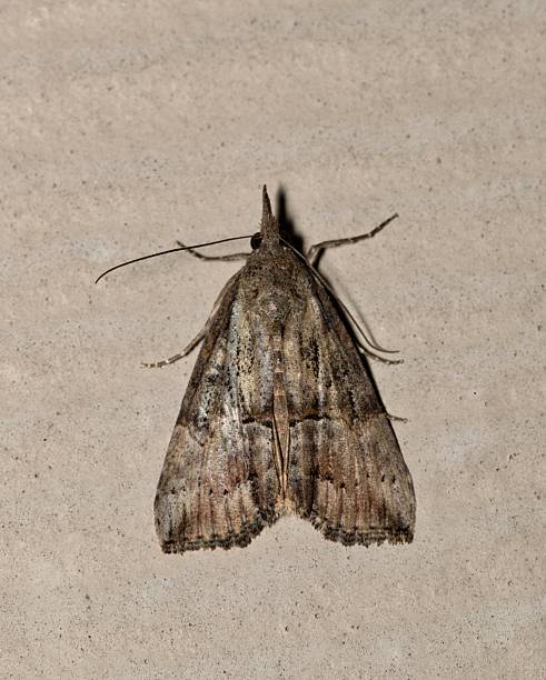 istock Green Cloverworm moth Hypena scabra on an exterior wall. 2243792926