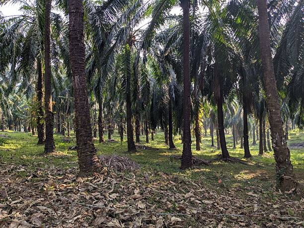istock Dense Palm Grove with Leafy Ground Cover 2243793136