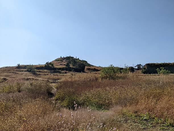 a parched grass-covered hillside topped by a few individuals.