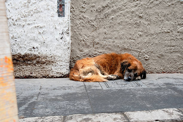 A dog lies curled on a worn concrete sidewalk beside a weathered wall, capturing a quiet moment in an urban environment. The wall’s rough texture and faded patches contrast with the soft posture of the resting animal.