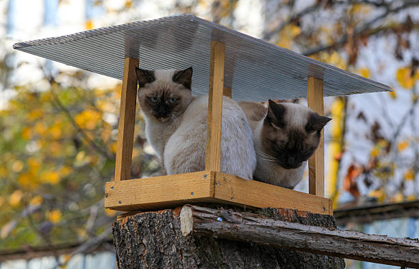 Cats sit at a bird feeder in an autumn garden
