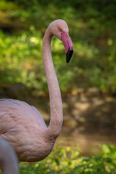 istock Greater flamingo  Wildlife animal. 2243797498