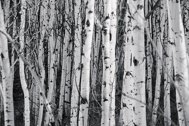 A dense grove of aspen trees is captured in black and white, their white bark marked with dark knots and scars. The vertical alignment and tight spacing of the trunks create a mesmerizing, abstract composition that feels like a natural maze. Bare, winding branches weave through the frame, adding intricate visual texture. The high contrast emphasizes the organic patterns in the bark and gives the image a timeless, almost haunting atmosphere.