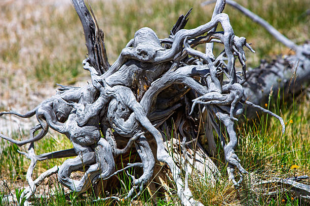 Image of Macro of Yellowstone spring with colorful alkaline waters