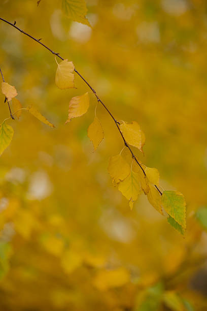 istock Thin tree branch with yellow autumn leaves on blurred background 2243799190