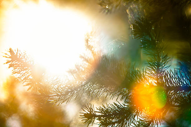 Close-up of conifer needles backlit by intense sunlight filtering through a forest canopy. Strong lens flare creates rainbow bokeh and soft color washes across the frame; a faint spiderweb glints near center-right. Warm, hazy, ethereal mood. No people. Daytime, dry conditions. Static shot.