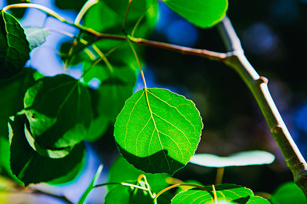 Birch leaf