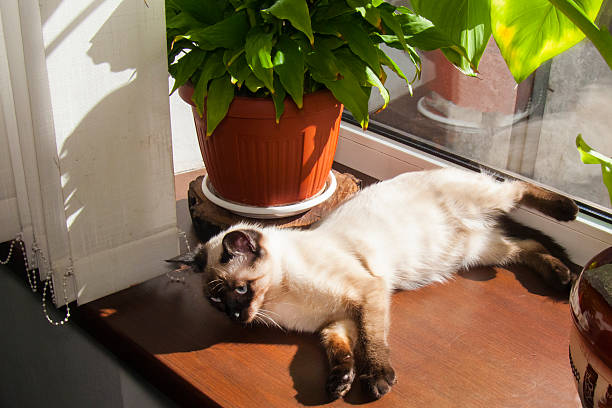 A Siamese cat lies stretched out on a dark wooden windowsill, basking in the sunbeams. A large green plant grows nearby in a terracotta pot.