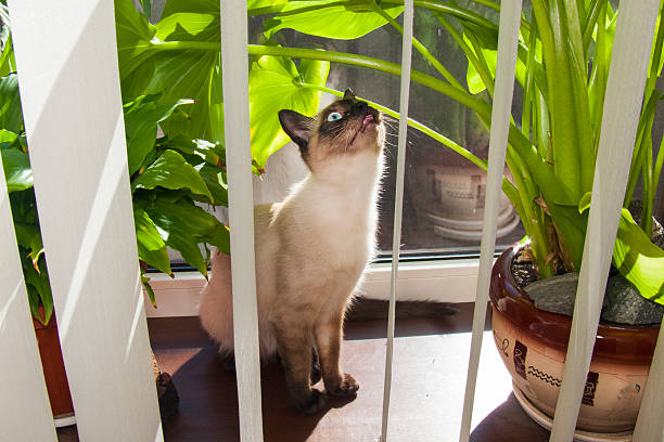 Siamese cat with blue eyes gazing intently in sunlit room, portrait of feline grace and elegance.