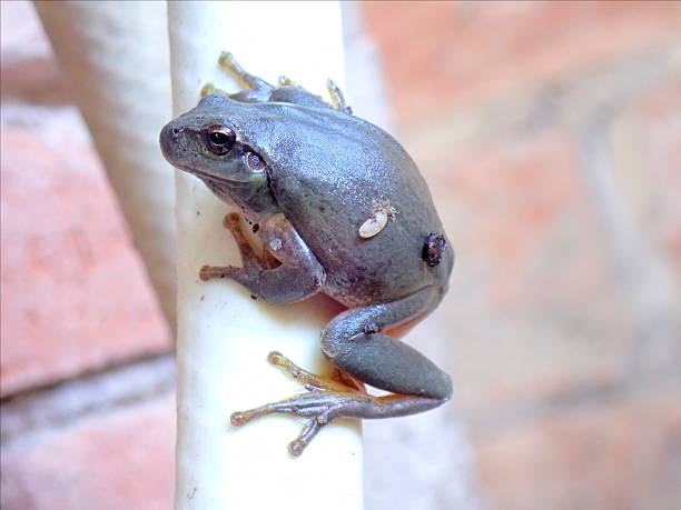 Mediterranean tree frog (Hyla meridionalis)
